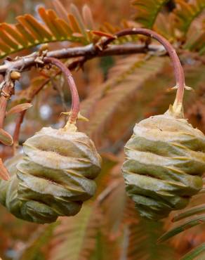 Fotografia 15 da espécie Metasequoia glyptostroboides no Jardim Botânico UTAD