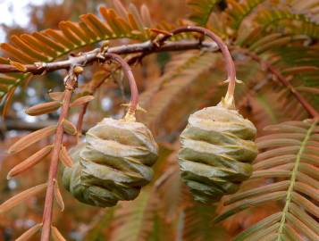 Fotografia da espécie Metasequoia glyptostroboides