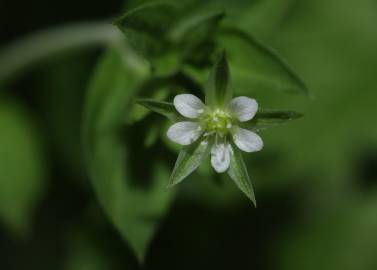 Fotografia da espécie Moehringia trinervia