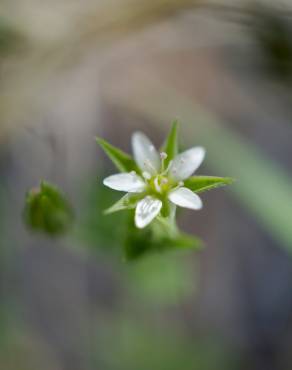 Fotografia 3 da espécie Moehringia trinervia no Jardim Botânico UTAD