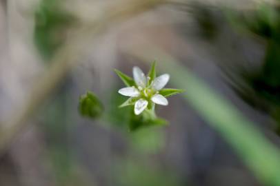 Fotografia da espécie Moehringia trinervia