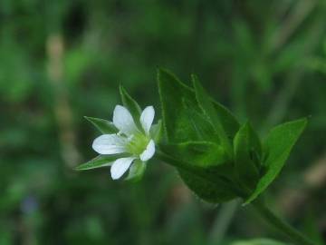 Fotografia da espécie Moehringia trinervia