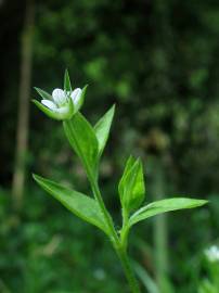 Fotografia da espécie Moehringia trinervia