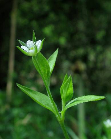 Fotografia de capa Moehringia trinervia - do Jardim Botânico