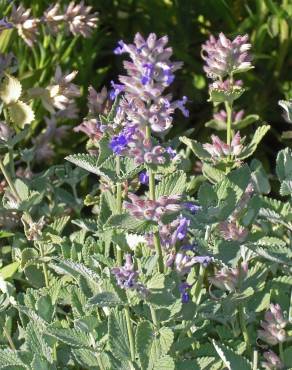 Fotografia 5 da espécie Nepeta x faassenii no Jardim Botânico UTAD