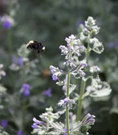 Fotografia da espécie Nepeta x faassenii