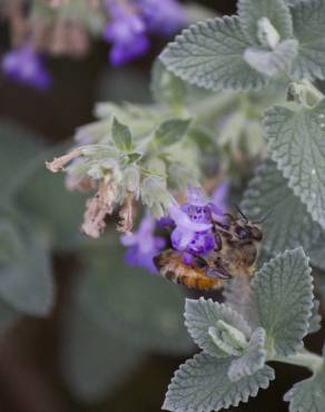 Fotografia 9 da espécie Nepeta x faassenii no Jardim Botânico UTAD