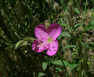 Fotografia da espécie Oenothera rosea