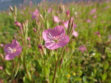 Fotografia da espécie Oenothera rosea