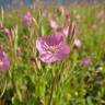 Fotografia 7 da espécie Oenothera rosea do Jardim Botânico UTAD