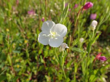 Fotografia da espécie Oenothera rosea