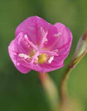 Fotografia 9 da espécie Oenothera rosea no Jardim Botânico UTAD