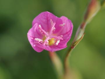 Fotografia da espécie Oenothera rosea