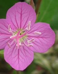 Oenothera rosea