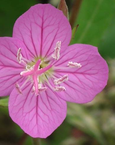 Fotografia de capa Oenothera rosea - do Jardim Botânico