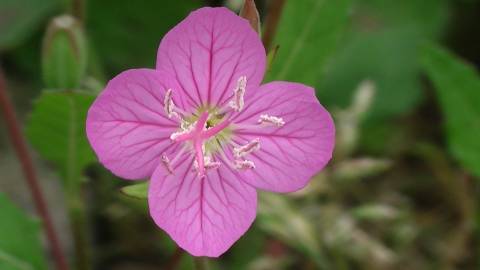 Fotografia da espécie Oenothera rosea