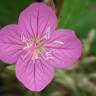 Fotografia 1 da espécie Oenothera rosea do Jardim Botânico UTAD