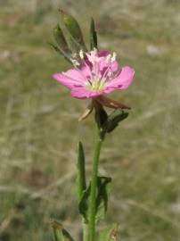 Fotografia da espécie Oenothera rosea