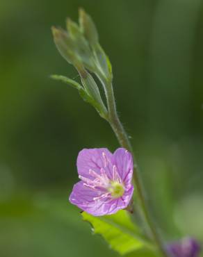 Fotografia 11 da espécie Oenothera rosea no Jardim Botânico UTAD