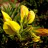 Fotografia 7 da espécie Ononis natrix do Jardim Botânico UTAD