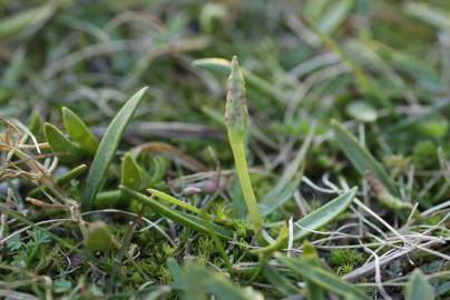 Fotografia da espécie Ophioglossum lusitanicum