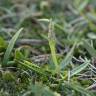 Fotografia 1 da espécie Ophioglossum lusitanicum do Jardim Botânico UTAD