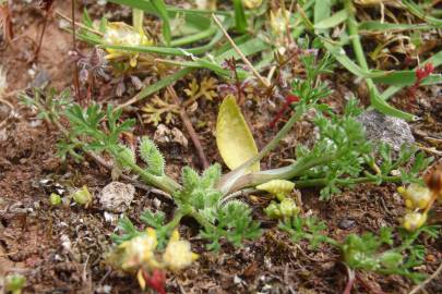 Fotografia da espécie Ophioglossum lusitanicum