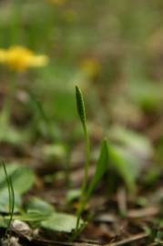 Fotografia da espécie Ophioglossum lusitanicum