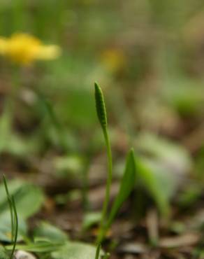 Fotografia 3 da espécie Ophioglossum lusitanicum no Jardim Botânico UTAD