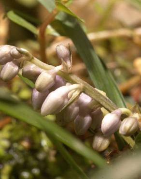 Fotografia 5 da espécie Ophiopogon japonicus no Jardim Botânico UTAD