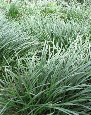 Fotografia 7 da espécie Ophiopogon japonicus no Jardim Botânico UTAD