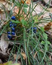 Fotografia da espécie Ophiopogon japonicus