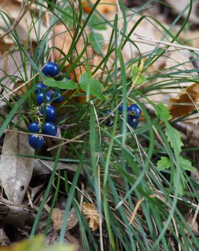 Fotografia de capa Ophiopogon japonicus - do Jardim Botânico