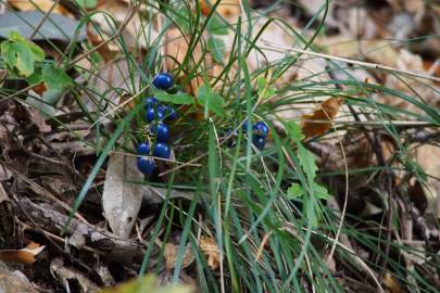 Fotografia da espécie Ophiopogon japonicus