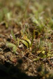 Fotografia da espécie Ophioglossum lusitanicum