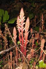 Fotografia da espécie Orobanche hederae