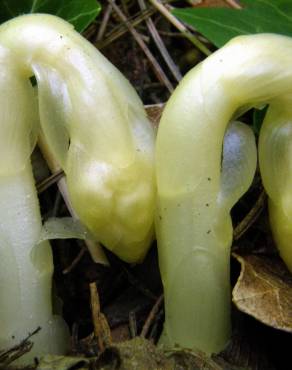 Fotografia 3 da espécie Orobanche hederae no Jardim Botânico UTAD