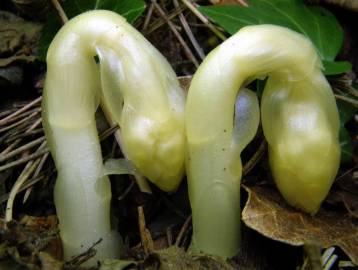 Fotografia da espécie Orobanche hederae