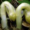 Fotografia 3 da espécie Orobanche hederae do Jardim Botânico UTAD