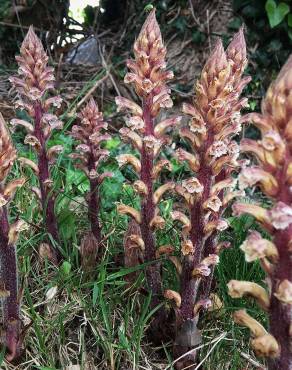 Fotografia 1 da espécie Orobanche hederae no Jardim Botânico UTAD