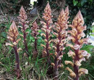 Fotografia da espécie Orobanche hederae