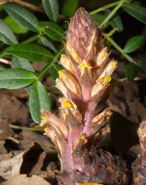 Fotografia 4 da espécie Orobanche hederae no Jardim Botânico UTAD