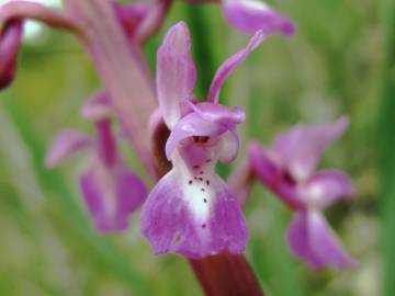 Fotografia da espécie Orchis mascula subesp. laxifloriformis