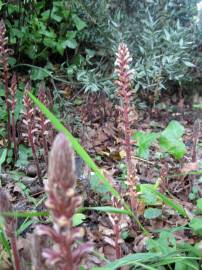 Fotografia da espécie Orobanche hederae