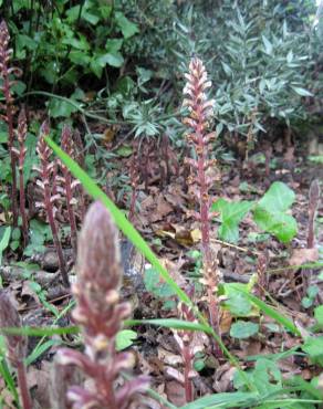 Fotografia 5 da espécie Orobanche hederae no Jardim Botânico UTAD