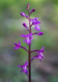 Fotografia da espécie Orchis mascula subesp. laxifloriformis