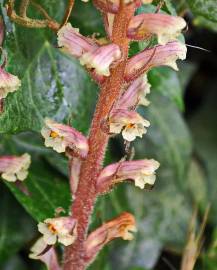 Fotografia da espécie Orobanche hederae