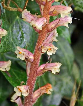 Fotografia 6 da espécie Orobanche hederae no Jardim Botânico UTAD