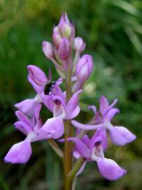 Fotografia da espécie Orchis mascula subesp. laxifloriformis