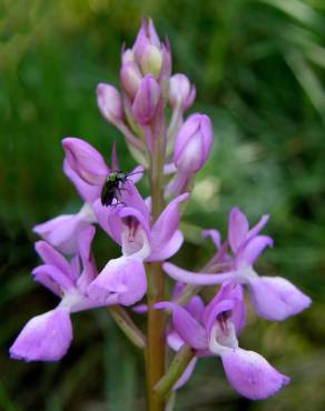 Fotografia 3 da espécie Orchis mascula subesp. laxifloriformis no Jardim Botânico UTAD